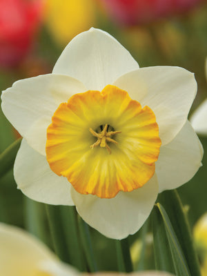 Close-up of a white/yellow happy smiles daffodil with a yellow center in a garden setting.