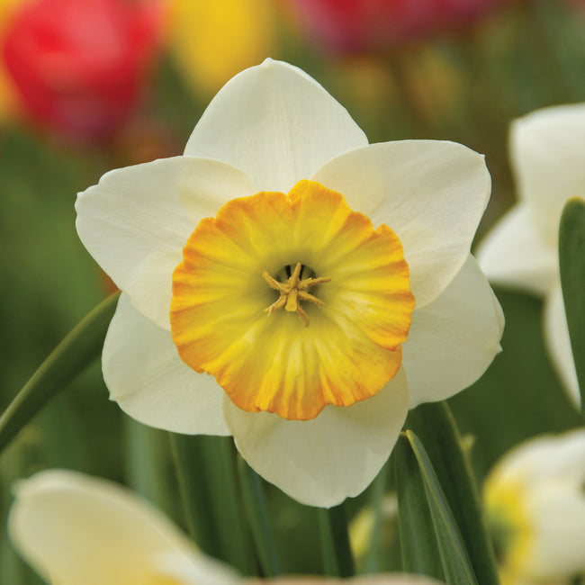 Close-up of a white/yellow happy smiles daffodil with a yellow center in a garden setting.
