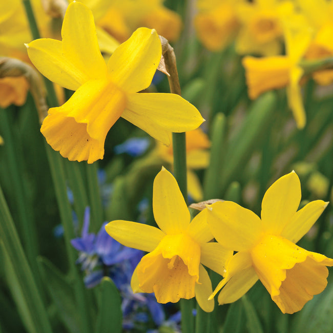 Close-up of yellow Tête-à-Tête' daffodils with a blurred background