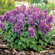 Cluster of Purple Bird corydalis flowers with green leaves in a garden setting
