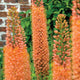 Tall orange Pinokkio foxtail lily flowers with green leaves against a brick wall background