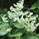 White Beauty fawn lily flowers with green leaves in a natural setting