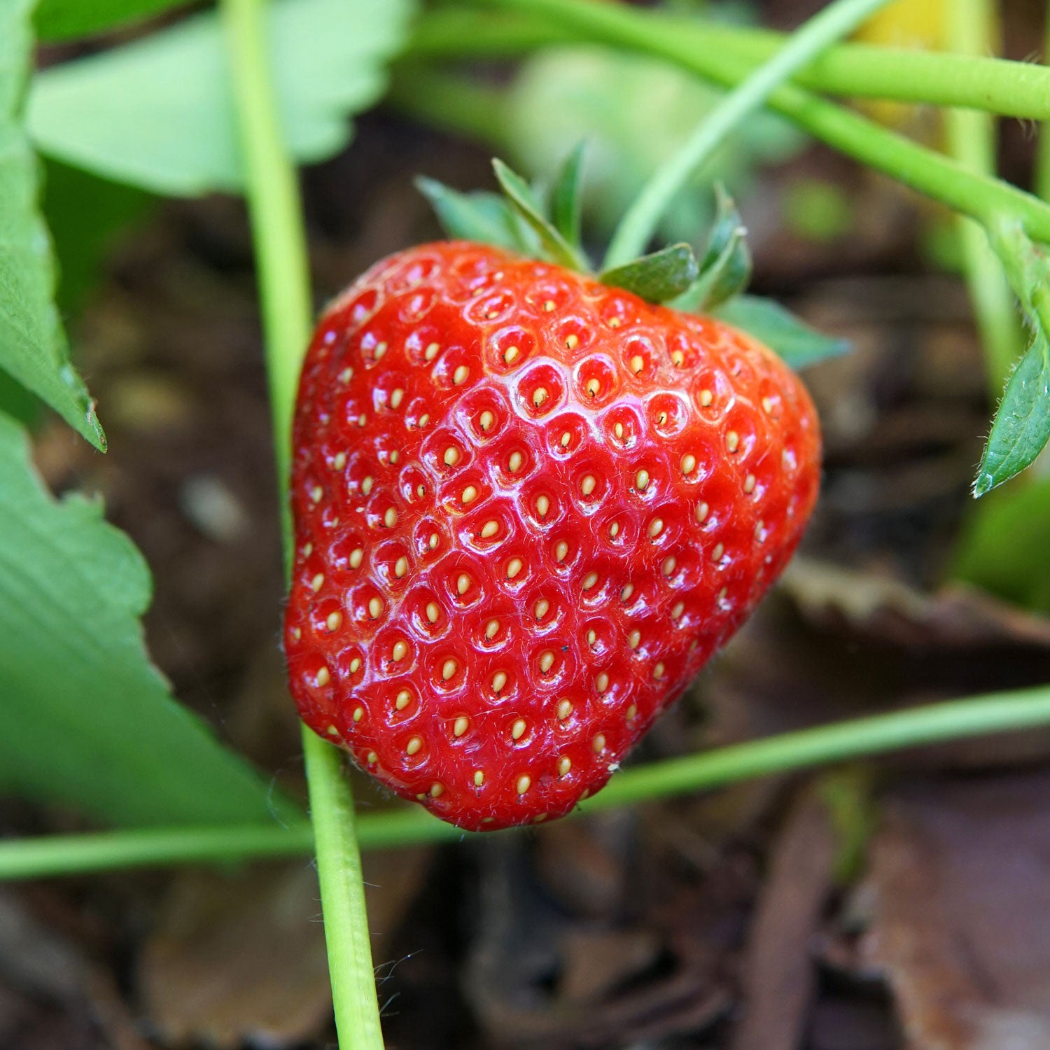 Territorial Seed Company Albion Strawberry