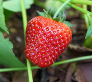 Close-up of Albion strawberry showing a large glossy ripe red berry with seeds and green calyx against a leafy garden background
