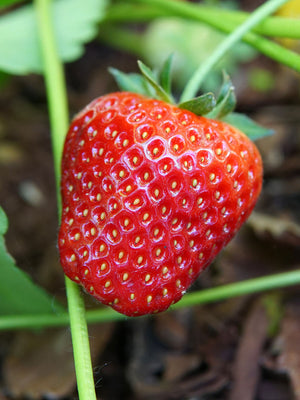 Close-up of Albion strawberry showing a large glossy ripe red berry with seeds and green calyx against a leafy garden background
