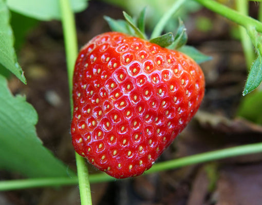 Close-up of Albion strawberry showing a large glossy ripe red berry with seeds and green calyx against a leafy garden background