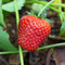 Close-up of Albion strawberry showing a large glossy ripe red berry with seeds and green calyx against a leafy garden background