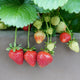 Albion Strawberry Bare Root