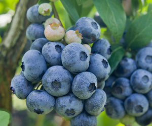 Close-up of a cluster of blueberries on a plant