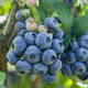Close-up of a cluster of blueberries on a plant