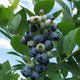 JEWEL BLUEBERRY