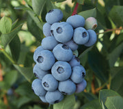 BLUE RIBBON-BLUEBERRY
