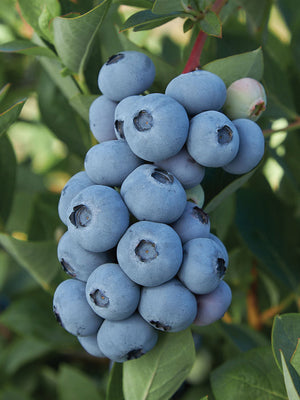 BLUE RIBBON-BLUEBERRY