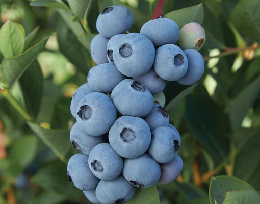 BLUE RIBBON-BLUEBERRY