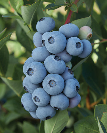 BLUE RIBBON-BLUEBERRY