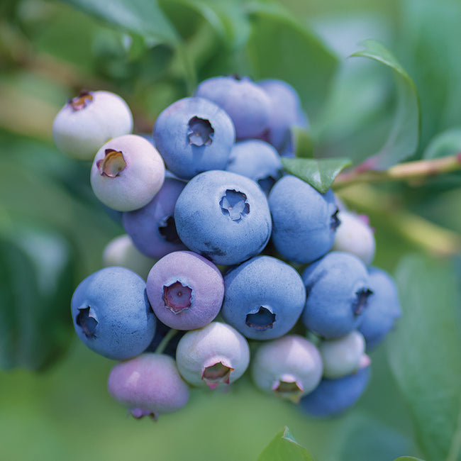 SUNSHINE BLUE-BLUEBERRY