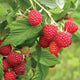 CAROLINE-RASPBERRY