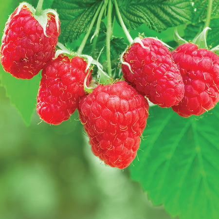 Crimson Giant Raspberry Plant | Late season with large Fruit ...