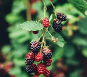 OLALLIEBERRY-OLALLIEBERRY