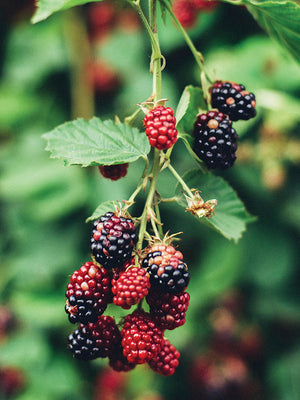 OLALLIEBERRY-OLALLIEBERRY