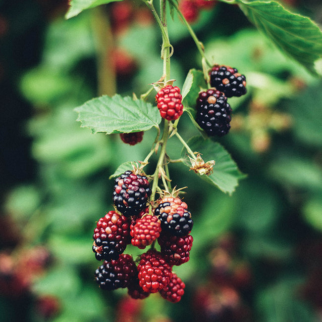 OLALLIEBERRY-OLALLIEBERRY