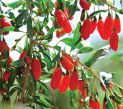GOJI BERRY-GOJIBERRY