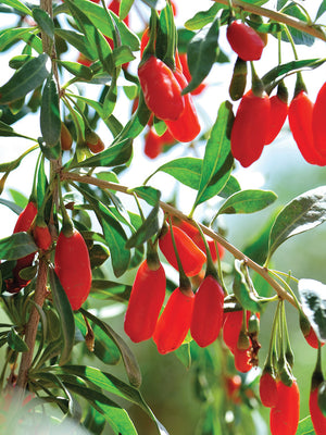 GOJI BERRY-GOJIBERRY