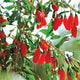 GOJI BERRY-GOJIBERRY