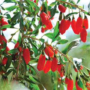 GOJI BERRY-GOJIBERRY