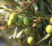 ARBEQUINA-OLIVE
