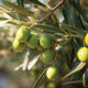 ARBEQUINA-OLIVE