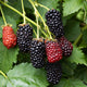 SWEET-ARK® IMMACULATE™-BLACKBERRY