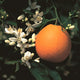 Washington Navel Orange Tree