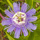 A close-up image of a passionflower with purple and white petals, a prominent center with stamens and pistils, and green leaves in the background.
