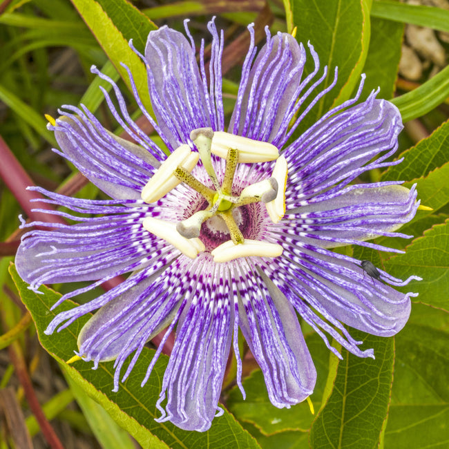 A close-up image of a passionflower with purple and white petals, a prominent center with stamens and pistils, and green leaves in the background.