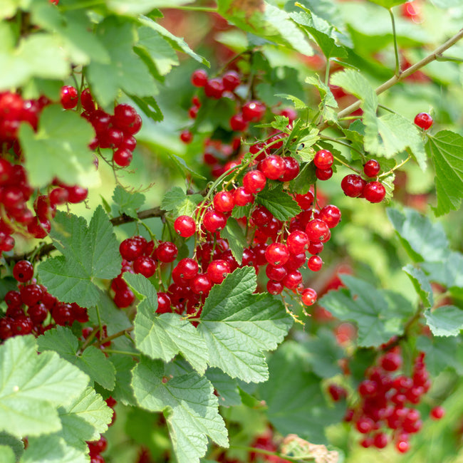 CHERRY RED CURRANT