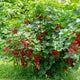CHERRY RED CURRANT
