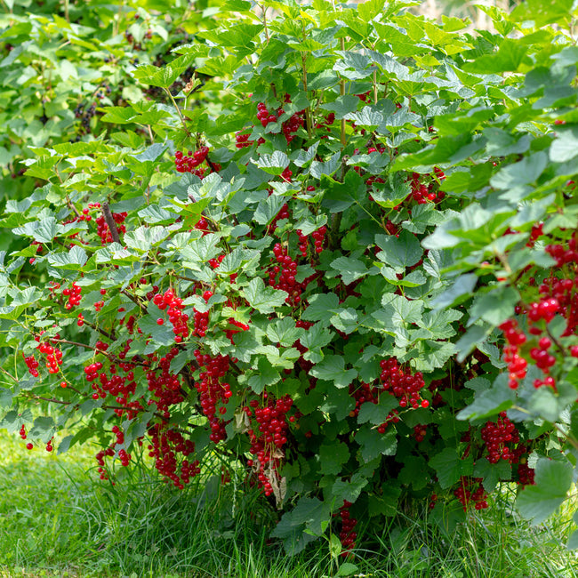 CHERRY RED CURRANT