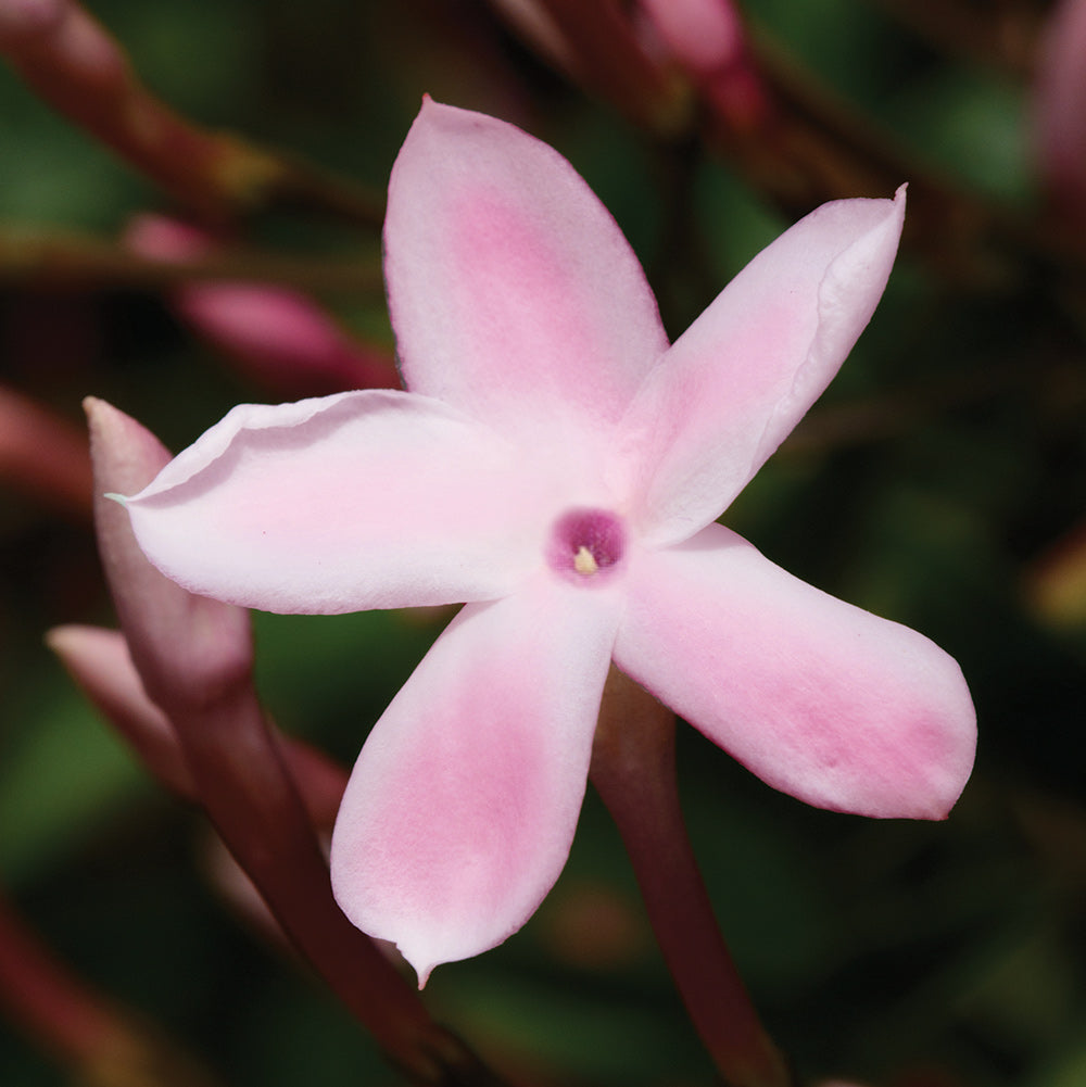 Pink Jasmine Jasmine Plant