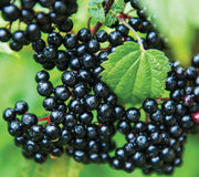 ELDERBERRY