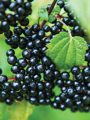ELDERBERRY