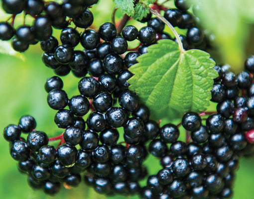 ELDERBERRY