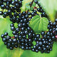 ELDERBERRY