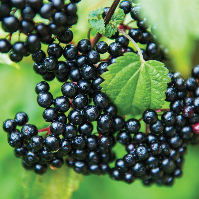 ELDERBERRY