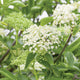 ELDERBERRY
