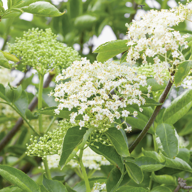 ELDERBERRY