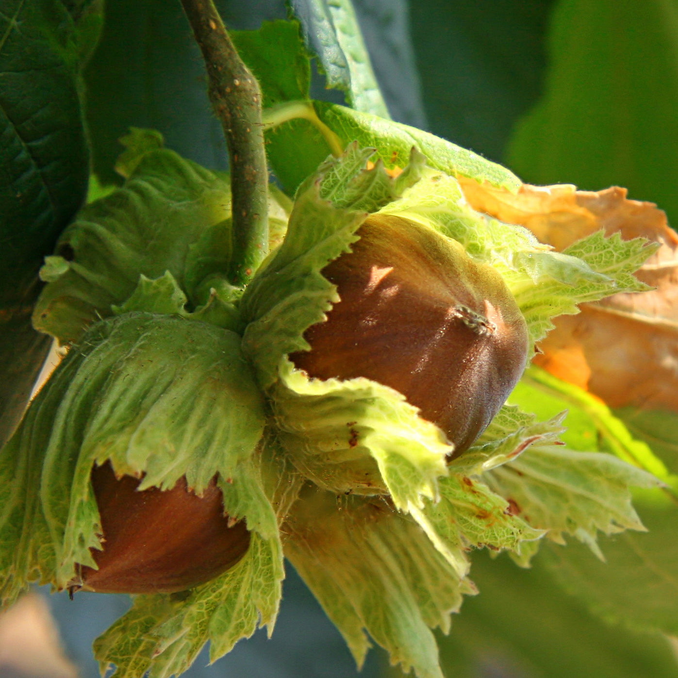 Hazelnut Truffle Tree (Inoculated)