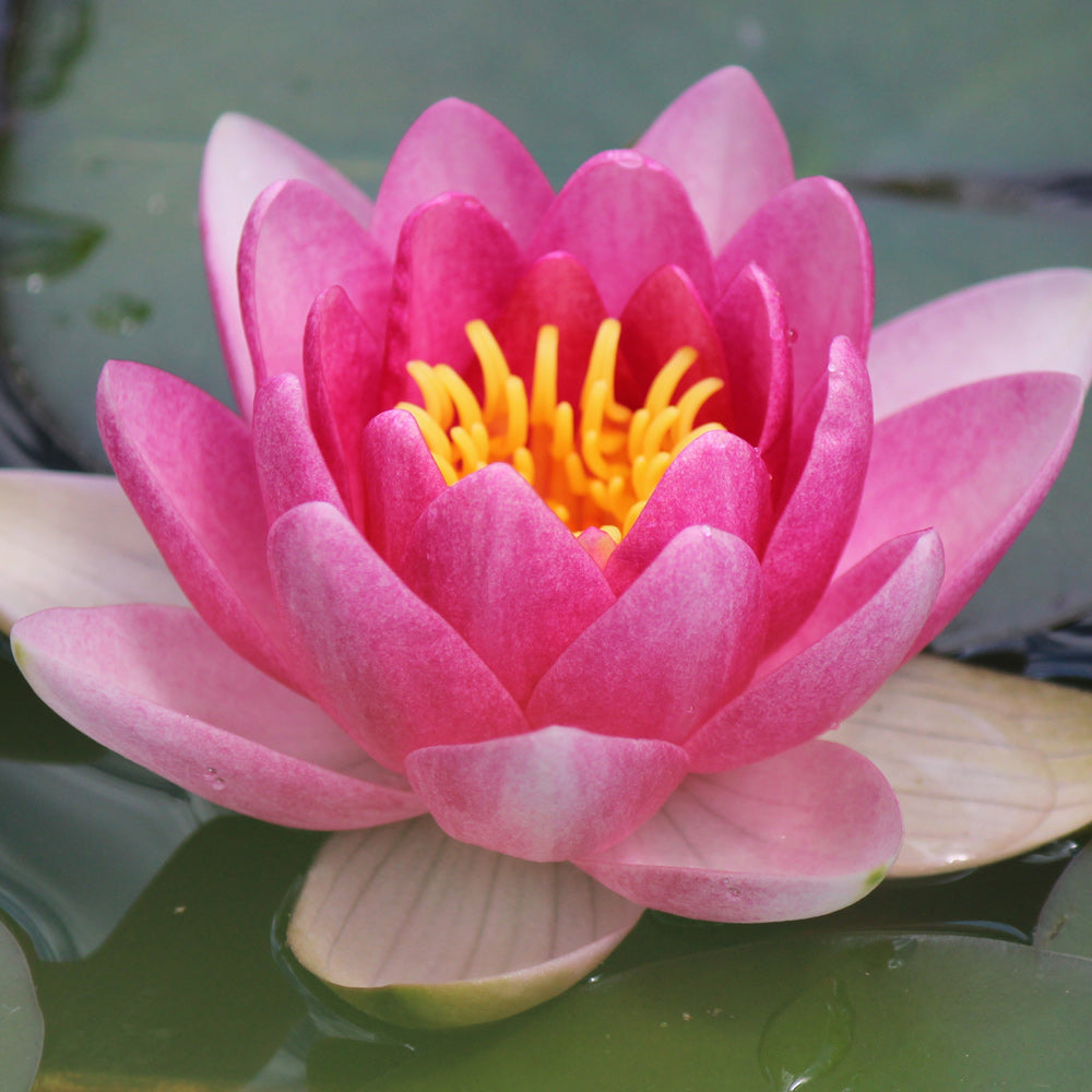 Perry's Baby Red Water Lily Plant 