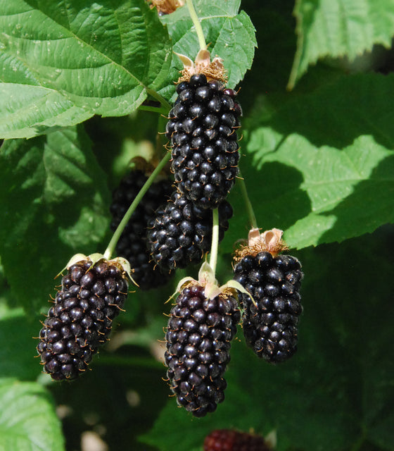 Close-up of Columbia Sunrise blackberry plant showing ripe elongated blackberries and green leaves