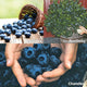 BLUEBERRY BUNDLE-